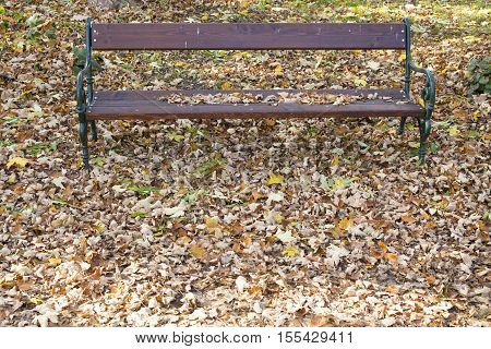 Fallen leaves on a ground season autumn