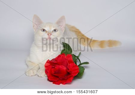 Portrait of beautiful white cat with red rose isolated on white