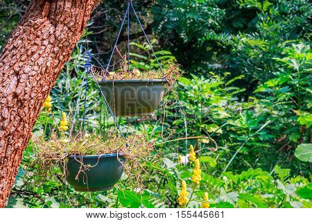 colorful lovely flower pots hanging in tree