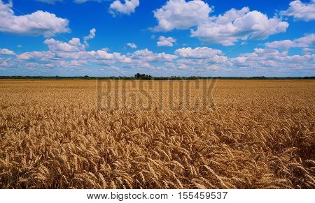 Wheat field and blue sky with clouds