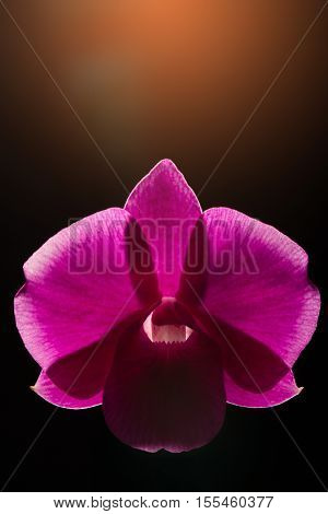 Loew Key Photo Of Vanda Orchid, Violet Orchid, Macro Orchid, Closeup Orchids, Orchid With Pollens, B