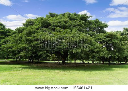Green park at Vachirabenjatas Park (Rot Fai Park) Bangkok Thailand