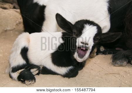 Crazy animal: baby goat with open mouth