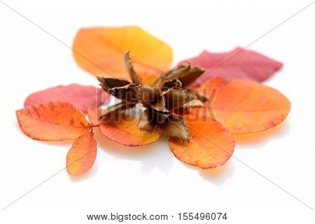 Beech Nuts With Autumn Leaves On A White Background