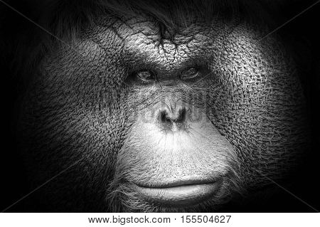 Black And White Portrait Of A Bornean Orangutan