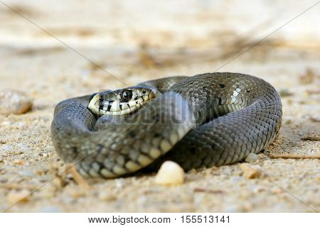 grass snake basking on the ground ( Natrix )