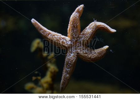 Common starfish (Asterias rubens), also known as the common sea star. 