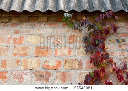 Garden Wild Grapes With Autumn Leaves On A Brick Wall.