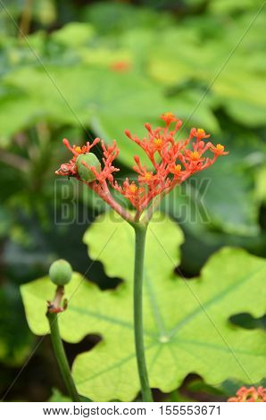 Beautiful Local Thai Herbs, Jatropha Podagrica