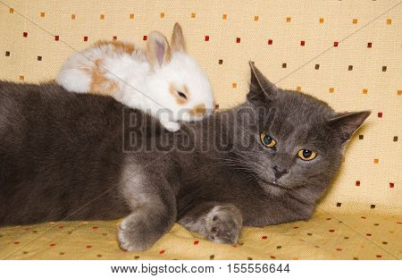 Portrait of baby bunny sleeping over chartreux cat