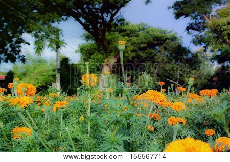 Marigold Flower Beautiful Background