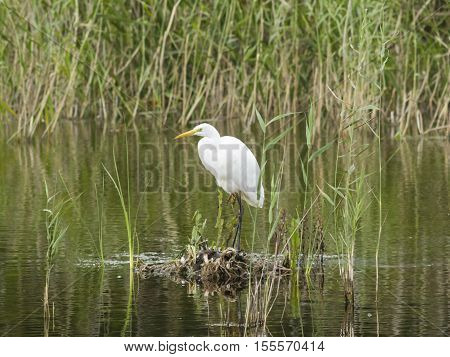 Great white heron or Great egret Ardea alba close-up portrait on small island at lake with bokeh background selective focus shallow DOF