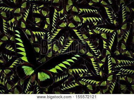 Black And Green Butterfly Trogonoptera Brookiana