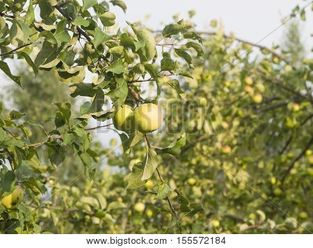 Yellow apples riping on branch in sunlight selective focus shallow DOF