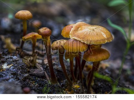 Mushroom/Mushrooms from forest in Latvia.Group of fungi.