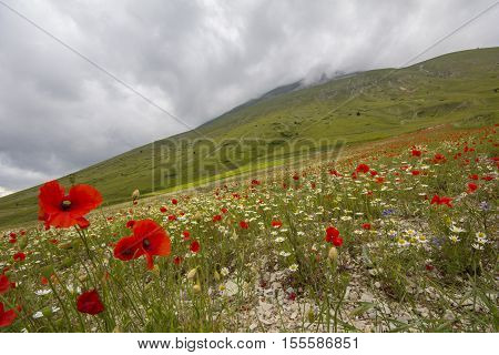 Field of beautiful poppies on Vettore mountain
