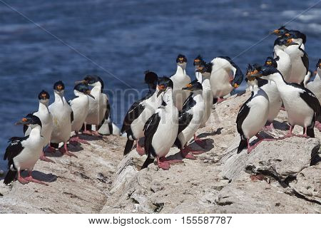 Group of Imperial Shag (Phalacrocorax atriceps albiventer) on a rock ledge on the coast of Carcass Island in the Falkland Islands