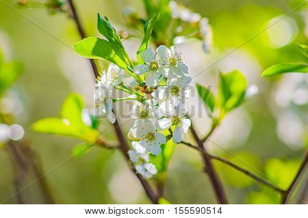 Branch of cherry flowers in spring on a sunny day