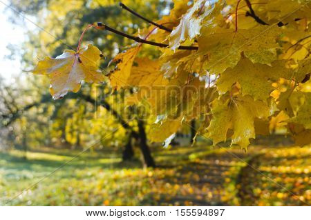 Sad to go! Eyes charm! Pleasant to me your farewell beauty - I Love the lavish withering of nature In crimson and gold-clad forests...