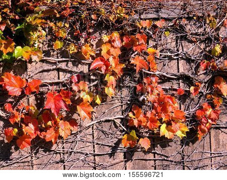 Rred leaves on a fence in Thornhill Canada November 6 2016