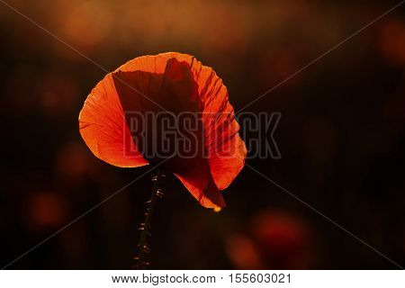 wild poppy field - Armistice day background
