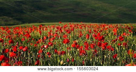 wild poppy field - Armistice day background