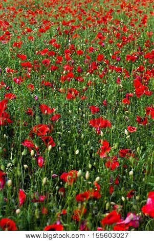 wild poppy field - Armistice day background