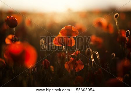 wild poppy field - Armistice day background