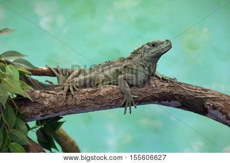 Weber's sailfin lizard (Hydrosaurus weberi). Wildlife animal. 