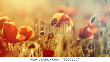 Poppies in the field - Remembrance Sunday background