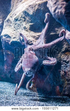 A Large Octopus With Tentacles