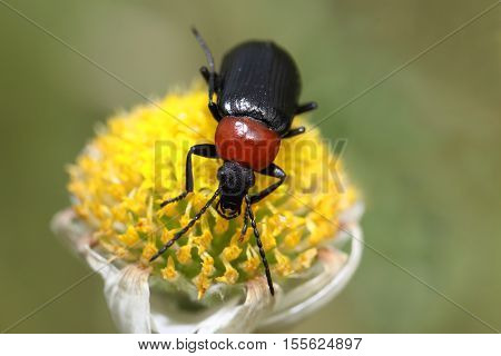 Heliotaurus ruficollis Beetle also called Toro sun