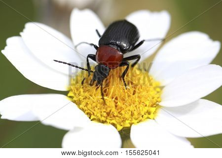 Heliotaurus ruficollis Beetle also called Toro sun