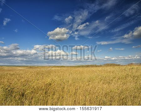 Yellow fields under a dramatic blue sky with white clouds nearby the ancient greek colony of Histria, on the shores of Black Sea. Histria is the oldest urban settlement on Romanian territory