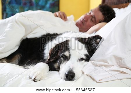 focus on drowsy dog napping on bed with his owner sleeping in background. Could be a sick day.