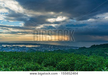 Green tea leaves with coastal landscape on the background. Tea plantation with views of sunrise sky over Pacific ocean and Shizuoka city. Shizuoka Japan
