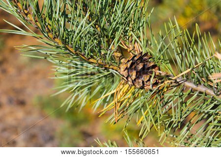 Brown pine cone on a tree branch