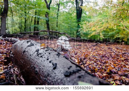 Wild mushrooms on rotten tree trunk in autumn forrest between Moss and colored leaves at Fall season. Netherlands