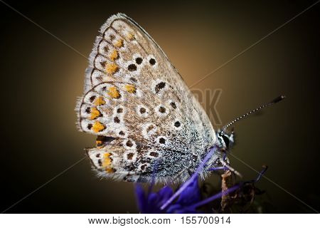 a blue butterfly from the polyommatini group