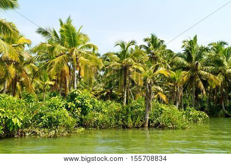Jungle Of The Kerala Backwaters, Chain Of Lagoons And Lakes
