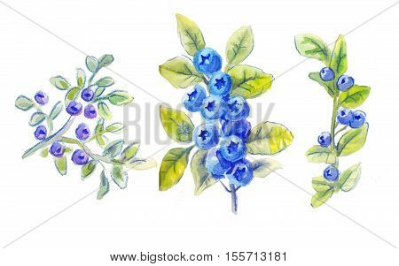 sprigs of blueberries set of drawing by watercolor design element