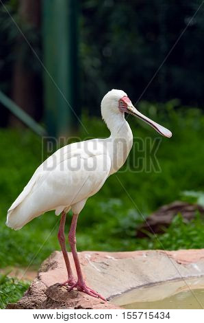 African spoonbill (Platalea alba) long-legged wading bird