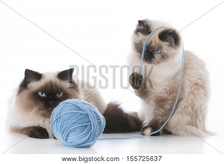two ragdoll kittens playing with a ball of yarn on white background