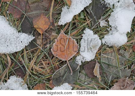 spots of white snow on still green grass on yellow and brown autumn leaves winter is come