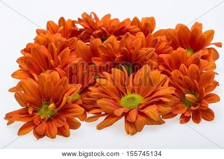 Close up of the orange chrysanthemum flowers