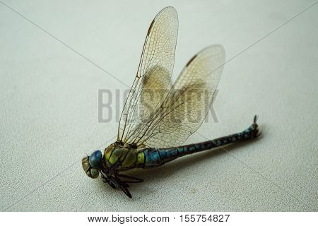 Colorful hairy dragonfly isolated on white background