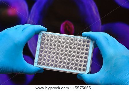 Research in biological laboratories. Hand in glove holding well microtiter plate on an abstract background cells of the body.