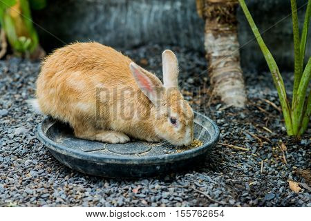 small rabbit in my farm having beakfast