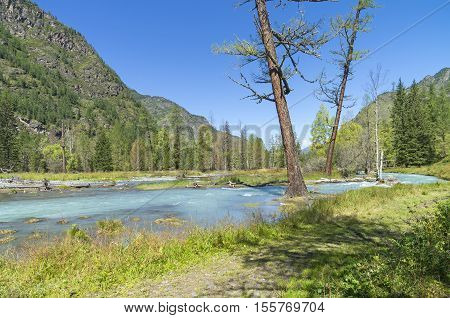 Two large larch on the bank of a mountain river. Sunny summer day. The Kucherla river Altai Mountains Russia.