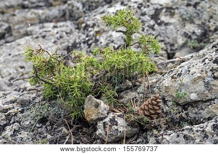 Small prickly juniper bush on the rock. Crimea.